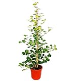 Exotenherz - Mispelfeige - Ficus deltoidea - 17cm Topf - ca. 80