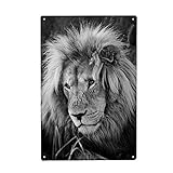 artboxONE Metall-Poster 40x60 cm Natur Löwen Männchen Portrait 8075 sw von Künstler THULA Photography