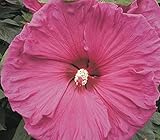 XXL Hibiscus moscheutos 'Jazzberry Jam' ® Riesenhibiskus Staudenhibisk