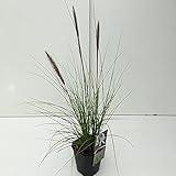 Lampenputzergras - Pennisetum Rupelli - Topf 2