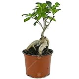 Ficus Ginseng Bonsaibaum lebende innen Dekoration innen Hauspflanze im 12cm Top