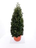 2 x Ilex crenata Stokes, Kegel, Pyramide, Höhe: 60-70 cm, Alternative Buchsbaum + Dünger !