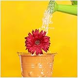 Wallario Glasbild Rote Blüte im Blumentopf - frisch begossen - 50 x 50 cm in Premium-Qualität: Brillante Farben, freischwebende Optik