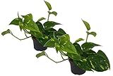 Efeutute, Scindapsus, (Epipremnum aureum) Sorte: Aureum, gelb-grünes buntes Blattwerk, rankend, Ampelpflanze, luftreinigend (2er Set im 12cm Topf)