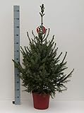 Picea omorika - Serbische Fichte - Omorikafichte als Weihnachtsbaum mit Wurzeln im Dekorationstopf Preis nach Größe und Stückzahl 60-80cm/5 Stück