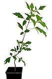 Seedeo® Zimtahorn Pflanze ca. 15cm - 20