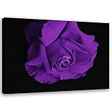 Feeby Vlies Leinwandbild Nahaufnahme Makro-Pflanze 80x60 cm Wand Bild Kunstdruck Deko Wohnzimmer Wohnungs Deko Rose Mit Schwarzem Hintergrund V