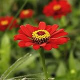 CHTING 800 Stück Zinniensamen Von Sind Sehr Anpassungsfähig Und Können Lange Zeit Leuchtende Farben Behalten In Ihrem Garten Gepflanzt Werden Sie Jeden Tag Gute Laune Hab