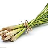 3x100g Frisches Zitronengras - Pamai Pai® - Thailand Lemongras Sereh Lemong