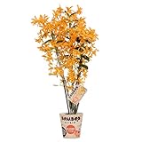 Orchidee von BAMBOO ORCHID – Bambus Orchidee – Höhe: 50 cm, 3 Triebe, orangene Blüten – Dendrobium nobile Fireb