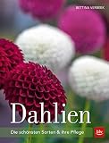 Dahlien: Die schönsten Sorten und ihre Pfleg