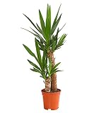 Dehner Yucca-Palme, zweitriebig, ca. 80-90 cm, Ø Topf 19 cm, Zimmerpalme  