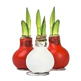 Echte Amaryllis Hippeastrum Wachs gewachst/Wax Blumenzwiebeln lange haltbar, pflegeleicht mit großer Blüte, Tischdeko Weihnachten (3 Amaryllis 2 hell Rot / 1 Weiße)