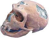 Realistisches Modell Pädagogisches Modell Caveman Schädel Modell medizinische Anatomische Schädel und Knochen Skeleton Modell Anatomie Menschlicher Schädel Modell Lebensgröße Replik Human Skull Sk