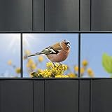 Vogel Sichtschutz Zaunstreifen - Motiv Bird Life -1er Pack inkl. 2 Klemmschienen in weiß