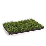 MIAU KATZENGRAS | 60x40cm echtes, saftiges Gras | sofort nutzbar - kein aussäen | kein Samen sondern echtes Gras | weiche, sanfte Grashalme statt scharfer Kanten | Katzengras gegen Haarballen | Spielwiese gegen Langew