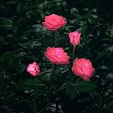 Neu Beleuchtung Außen Solarleuchte Garten, Solar Garten Lampen mit LED Rose Lichter, Dekoration Lichter für den Garten Rasen Terrasse Feld Weg, R