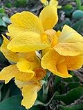 Indisches Blumenrohr - Gelb - Canna Indica - 10 Frische S