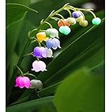 Maiglöckchen Zwiebeln,In Stücken wachsen,Maiglöckchen blumenzwiebeln,Starker Duft von Blumen,Seltene Pflanze-10 Zwieb