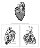 Din A4 Kunstdruck 3er Set - Anatomie Herz Herzkranzgefäße Kardiologie Medizin Arzt Retro Antik Druck Poster Bild - ohne R