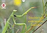 GEOclick Lernkalender: Insekten (Wandkalender 2022 DIN A4 quer)