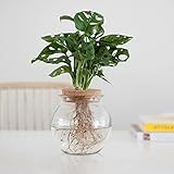 Hydrokultur Pflanzen Set | Fensterblatt Pflanze | Zimmerpflanzen Ökosystem im Glas | Höhe 25-35 cm | Vase Ø 15