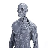 Studienmodell Menschliches Muskelmodell - Männliche Anatomie Figur 11,8 Zoll / 30 cm Menschliches Skelett - Malerei Skulptur Anatomische Referenz für Künstler, Zeichnung