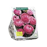Ranunkeln | Rosa Groß | Blumenzwiebeln | 15 Stk | Sommerblü