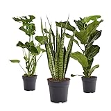 Zimmerpflanze 3er Pflanzen-Set | Monstera Deliciosa + Ficus Lyrata + Sansevieria Coral | Lieferhöhe: 60-80 cm | 3 Stück Topf Ø 17