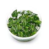 Anubias barteri VAR. Nana - Zwergspeerblatt in vitro 8,5cm Bechergröße - in vitro Wasserpflanzen fü