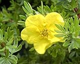 Potentilla fruticosa Kobold - Fingerstrauch Kobold - Fünffingerstrauch - Preis nach Stückzahl 5 Stück