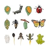 TOYANDONA 3 Set Insekten Leben Zyklus Figuren Realistische Schmetterlinge Frosch Marienkäfer Lebensdauer Zyklus Modell Spielzeug Lehrmittel Pädagogisches Spielzeug fü