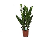 Zamioculcas 90 cm Zamiifolia Zanzibar Glücksfeder Zimmerp