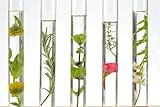 Cistrosenwasser BIO, 50ml Braunglas/Sprühkopf von Dragonspice Naturwaren, 50ml Braunglas/Sprühkop