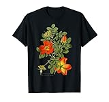 Österreichische Briar Rose Rosa Foetida Vintage Botanical T-S