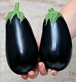Aubergine Black Beauty - Eierfrucht - 100 S