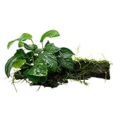 Anubias auf Holz, Anubia, Wasserpflanze, Aquarium, Moos, Mangrovenholz, TOP!