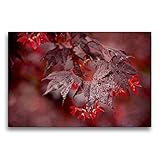 CALVENDO Premium Textil-Leinwand 75 x 50 cm Quer-Format Nach dem Regen - Japanischer Fächerahorn, Leinwanddruck von B