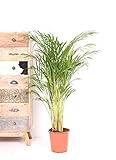 Gärtnerei VDA Plant - Areca Palme, Golden Palme, Palm - 120cm hoch, ø21cm Topfgröße - Große Zimmerpflanze, Tropische Palme - Frisch aus der Gärtnerei, Luftreinig
