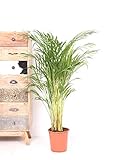 Gärtnerei VDA Plant - Areca Palme, Golden Palme, Palm - 120cm hoch, ø21cm Topfgröße - Große Zimmerpflanze, Tropische Palme - Frisch aus der Gärtnerei, Luftreinig