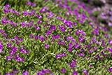 Coopers Mittagsblume Delosperma Cooperi Bodendecker Staude im Topf gew