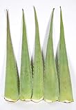 5 x Bestes Bio Aloe Vera Blatt - Barbadensis M