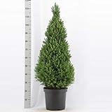 Picea glauca Conica ca. 30 cm Zuckerhutfichte F