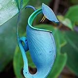 Blau Nepenthes Samen, 50Pcs Nepenthes Samen Dekorative Tropical mit Pouch Carnivorous Plants Samen für die ideale Outdoor-Garten Geschenk