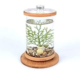 360 Grad Rotierendes Glas Betta-Fischtank, Transparentes Pflanzenaquarium, LED-Beleuchtung Desktop-Fischtank, Landschaftsgestaltung Aquarium Dekoration Zubehö