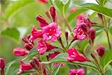 Weigelie Weigela 'Bristol Ruby' im Topf gewachsen ca. 60-100