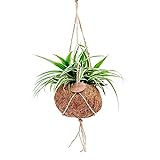 Chlorophytum inkl. Kokostopf | Grünlilie Zimmerpflanze | Luftreinigende Pflanzen | Hängetopf Naturfaser | Höhe 20-30cm | Ø 15