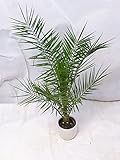 [Palmenlager] Phoenix canariensis -kanarische Dattelpalme - 160 cm // Indoor & Outdoor Palme // viele B