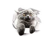 Niedliche Katze bedruckter Toilettendeckel-Aufkleber DIY Wandkunst Aufkleber Home Decor langlebig und nützlichGute Q