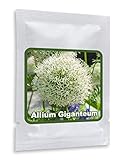 RIESEN LAUCH WEISS (Allium giganteum) - 30 Samen/Pack - Zierlauch - Winterhart - R